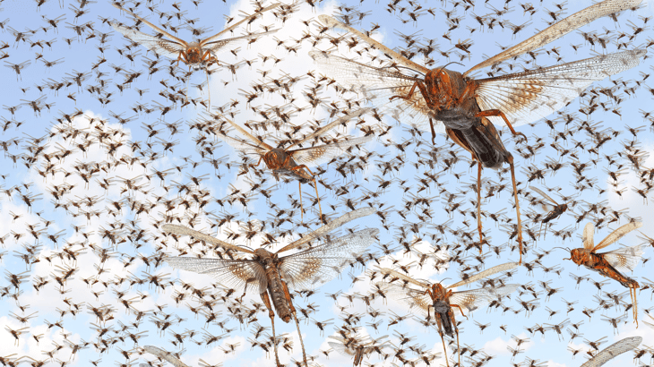 A swarm of locusts