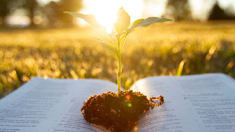 Plant sprouting out of Bible