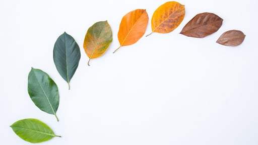 Changing autumn leaves