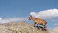 Goat going up a rocky hill