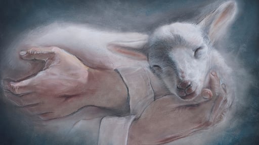 Lamb held in arms
