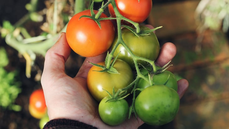 Person holds tomato plant